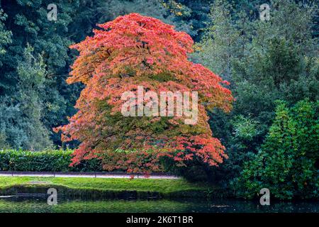 Leuchtendes Rot, Gold, Orange und Gelb des Acer Tree in vollen Herbstfarben, Stockfoto