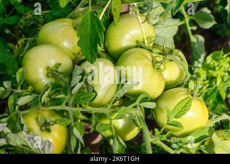 Grüne Tomaten große Ernte, große Haufen Nahaufnahme. Stockfoto