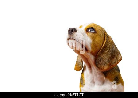 Trauriger Beagle-Welpe. Welpe des Beagle-Hundes. Stockfoto