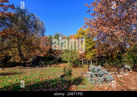 Minimalistischer monochromer Hintergrund mit großen roten und orangen Blättern auf Ästen von Eichenbäumen im Japanischen Garten vom Herastrau Park in Bukarest, Ro Stockfoto