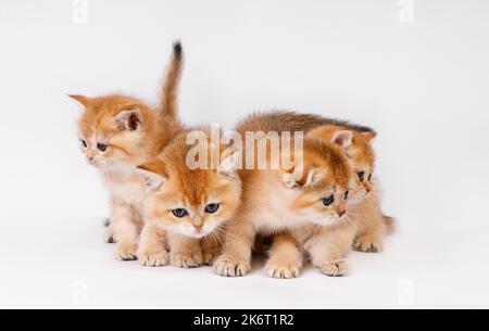 Porträt der Gruppe der Kätzchen. Studioaufnahme. Vier niedliche schottische gerade goldschattierte Chinchilla (ny 11) Kitty Katzen auf weißem Hintergrund. Stockfoto