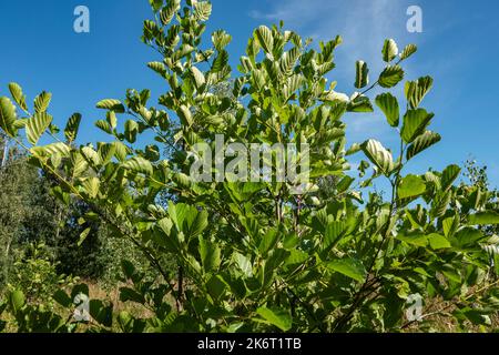 Ein junger Erlenbaum mit schönem grünen Laub auf Ästen. Natur - Nahaufnahme Baum Stockfoto