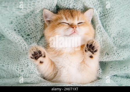 Niedliches junges Kätzchen schottische gerade goldschattige Chinchilla schläft. Kitten liegt auf dem Rücken und zeigt seine Pfoten auf türkisfarbenem Hintergrund. Eine Rasse Stockfoto