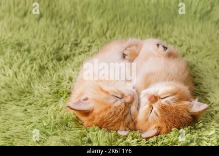 Zwei niedliche schottische gerade goldschattige Chinchilla-Kätzchen schlafen auf grünem Teppich. Eine Rasse von Hauskatzen mit natürlicher dominanter Genmutation. Sw Stockfoto