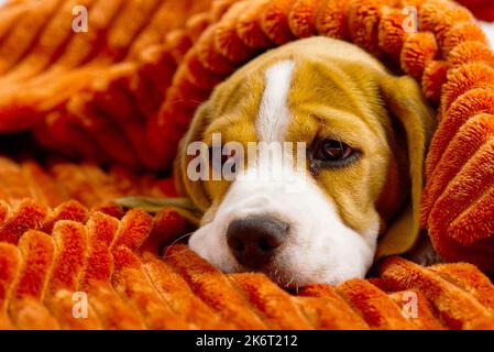 Trauriger Beagle-Welpe. Welpe des Beagle-Hundes. Stockfoto