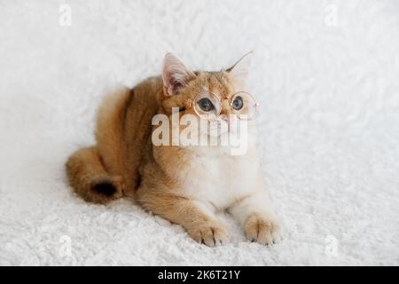 Süßes schottisches, gerade, goldschattiges Chinchilla (ny 11) Kätzchen. Witziges und neugieriges Kätzchen in einer Brille auf weißem Hintergrund. Eine Rasse von Hauskatze . Stockfoto