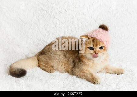 Süßes schottisches, gerade golden beschattete Chinchilla (ny25) Kätzchen in rosa Hut. Lustige und neugierige Kätzchen auf weißem Hintergrund. Eine Rasse von Hauskatze . Stockfoto