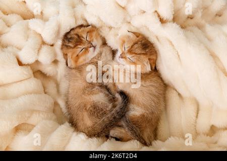 Träumende Kätzchen schlafen auf einem Bett unter einer warmweißen Decke. Valentinstag-Konzept. Draufsicht. Stockfoto
