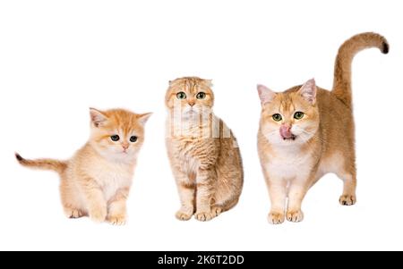 Porträt der Katzengruppe. Studioaufnahme. Drei niedliche, gerade schottische, goldschattierte Chinchilla (ny 11) Katzen - Männchen, Weibchen und Kätzchen auf weißem Hintergrund Stockfoto