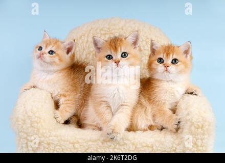 Porträt der Gruppe der Kätzchen. Studioaufnahme. Drei niedliche schottische gerade goldschattige Chinchilla (ny 11) Kitty-Katzen sitzen auf einem Sofa Stockfoto