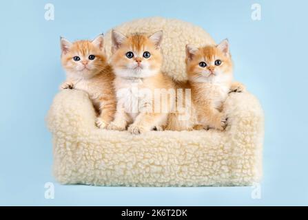 Porträt der Gruppe der Kätzchen. Studioaufnahme. Drei niedliche schottische gerade goldschattige Chinchilla (ny 11) Kitty-Katzen sitzen auf einem Sofa Stockfoto