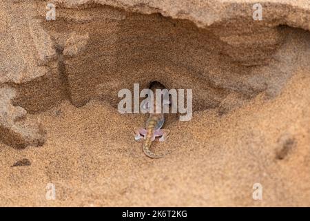 Ein Namib-Sandgecko oder Gecko palmato, eine kleine bunte Eidechse in der Namib-Wüste Stockfoto