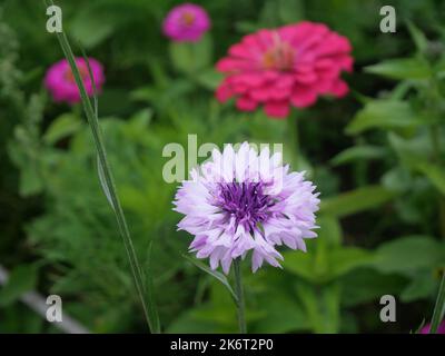 Nahaufnahme einer blauen oder violetten Kornblume mit grünen Blättern im Hintergrund. Centaurea cyanus, allgemein bekannt als Kornblume oder Junggesellenknopf. Stockfoto