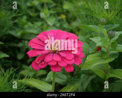 Nahaufnahme einer rosa Zinnia Blume mit grünen Blättern im Hintergrund Stockfoto