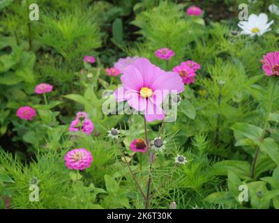 Nahaufnahme von Gartenkosmos oder mexikanischen Astern Blumen mit anderen Blumen im Hintergrund. Die Landschaft eines Uban-Parks. Stockfoto