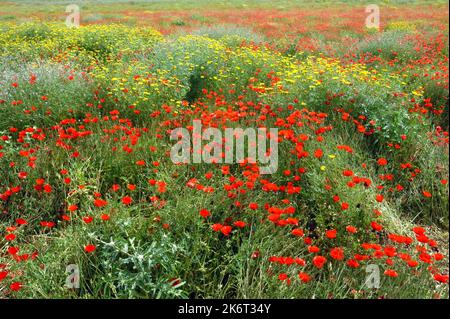 Mohnblumen auf dem Feld Stockfoto