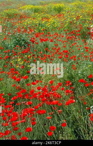 Mohnblumen auf dem Feld Stockfoto