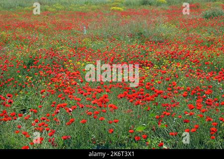 Mohnblumen auf dem Feld Stockfoto