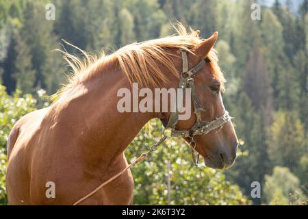 Braunes Pferd in den Karpaten auf einem Hügel, die Natur der Karpaten, Pferd Stockfoto