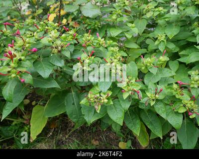 Mirabilis jalapa, das Wunder Perus oder die vier-Uhr-Blume, ist die am häufigsten angebaute Zierart der Mirabilis-Pflanze. Überblasen, mit Samen. Stockfoto