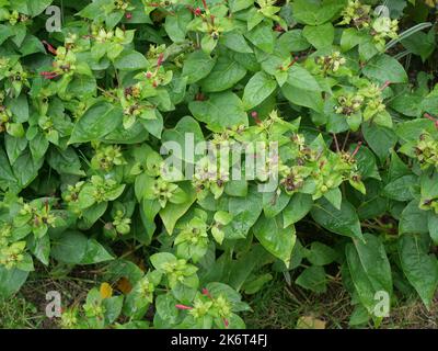 Mirabilis jalapa, das Wunder Perus oder die vier-Uhr-Blume, ist die am häufigsten angebaute Zierart der Mirabilis-Pflanze. Überblasen, mit Samen. Stockfoto