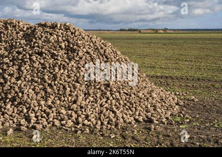 Großer Haufen Zuckerrüben. Zuckerrübenwurzelernte im Feld nach der Ernte im Herbst. Stockfoto