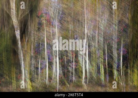 ZEITGENÖSSISCHE FOTOKUNST: Versteck im Wald Stockfoto