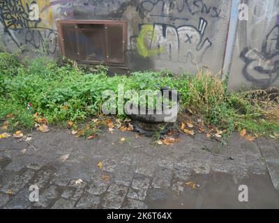 Blumentopf aus altem Autoreifen entlang einer gepflasterten Straße und mit einem alten schmutzigen Gebäude im Hintergrund. Beispiel für vernachlässigten Garten und Park Stockfoto