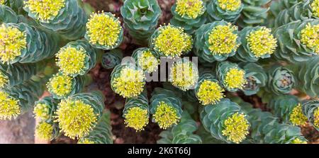 Gelbe Blüten und kleine Kakteen im Garten. Stockfoto