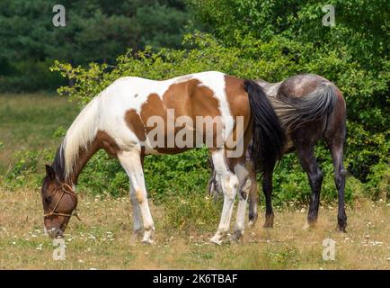 Braunes Pferd auf weißen Flecken Stockfoto