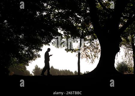 Eine Silhouette eines Mannes, der auf sein Telefon schaut, während er durch den Wald geht Stockfoto