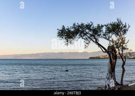 Sonnenuntergang im Hintergrund und Olivenbaum am Strand, Platz für Text Stockfoto