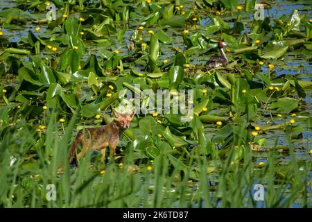 Nasser Rotfuchs (Vulpes vulpes) nähert sich einem Haubenschwalbe (Podiceps cristatus) an der Hirschauer Bucht, Chiemsee, Bayern, Deutschland Stockfoto