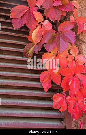 Herbstfarben der Blätter der fünf Laub Efeu eine Art blühender Pflanze in der Traubenfamilie auf dem Hintergrund metallischer Jalousien Stockfoto