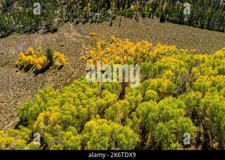 Bunte Aspen Bäume Luftaufnahme in voller Herbstfarbe Stockfoto