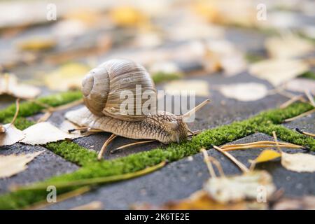 Große Schnecke kriecht im Freien in der Herbstsaison. Foto mit geringer Schärfentiefe. Selektiver Fokus. Stockfoto