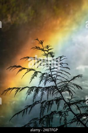 Regenbogen im Nebel von Koosah Falls, McKenzie River, Oregon Stockfoto
