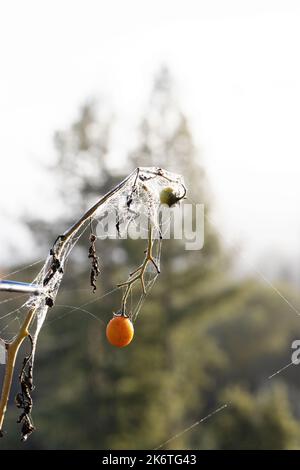 Eine Tomatenpflanze, bedeckt mit Tau und Spinnweben, am frühen Morgen im Oktober in Kalifornien. Stockfoto