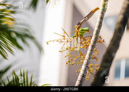 Weißäugiger Sittich, Psittacara leucophthalmus, Fütterung von Queen Palm Fruit in Belo Horizonte, Minas Gerais, Brasilien. Stockfoto