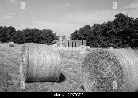 Runde Heubälle standen auf einem Feld bei Cogswell Grant im historischen Essex, Massachusetts. Das Bild wurde auf analogem Schwarzweiß-Film aufgenommen. Stockfoto