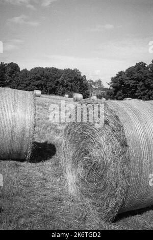 Runde Heubälle standen auf einem Feld bei Cogswell Grant im historischen Essex, Massachusetts. Das Bild wurde auf analogem Schwarzweiß-Film aufgenommen. Stockfoto