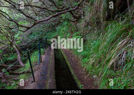 Rabacal, Naturwandergebiet der Levada do Risco Levada Wanderweg, links eine Levada Wasserleitung, Madeira, Portugal Stockfoto