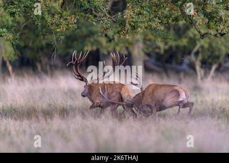 Rothirsch (Cervus elaphus), Spitzenhirsch vertreibt besiegten Rivalen von der Wiese nach Brunfkampf, Seeland, Dänemark Stockfoto