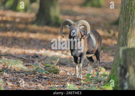 Europäischer Mufflon (Ovis gmelini musimon), Widder im Wald, Taunus, Hessen, Deutschland Stockfoto