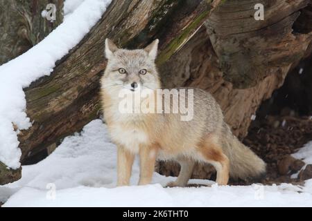 Swift Fox (Vulpes velox) im Winter, Kit Fox Stockfoto