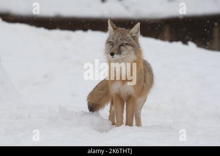 Swift Fox (Vulpes velox) im Winter, Kit Fox Stockfoto
