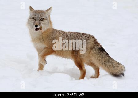 Swift Fox (Vulpes velox) im Winter, Kit Fox Stockfoto