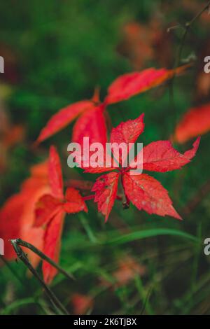 Virginia Creeper (Parthenocissus quinquefolia), Wildschweine, Nahaufnahme, Niederösterreich, Österreich Stockfoto