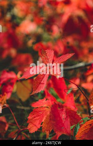 Virginia Creeper (Parthenocissus quinquefolia), Wildschweine, Nahaufnahme, Niederösterreich, Österreich Stockfoto