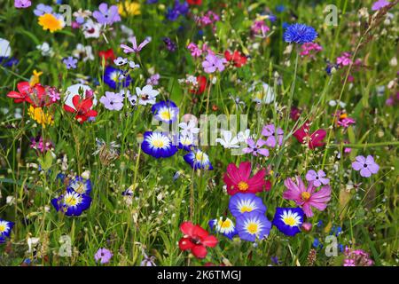 Bunte Blumenwiese in der Grundfarbe Grün mit verschiedenen Wildblumen Stockfoto